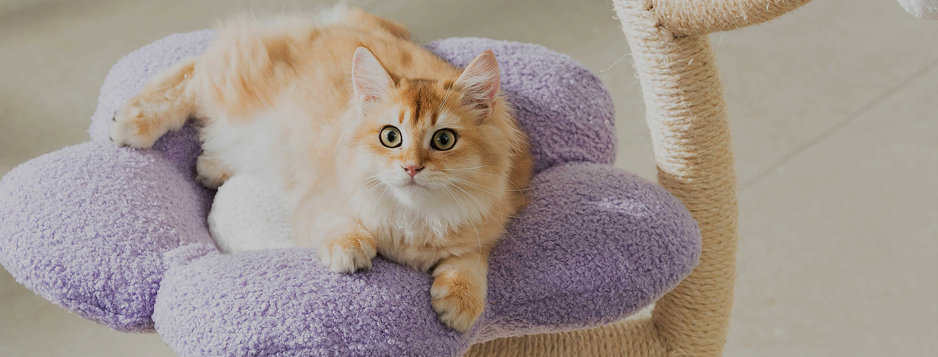 Produttore di alberi per gatti